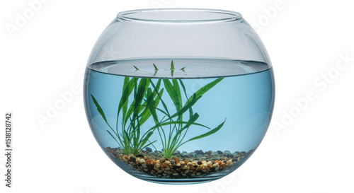 Foto Isolated Fishbowl with Plants