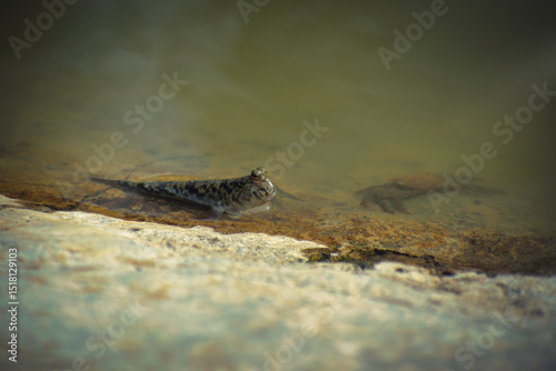 Close-up of a mudskipper and crab partially submerged on a wet rock surface in shallow water. The amphibious fish gazes directly at the camera, its bulging eyes and speckled skin clearly visible photo