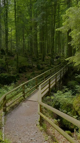 Experience the Serene Forest Bridge nestled in the Lush Green Wilderness of natures beauty