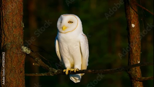 Majestic barn owl resting on a branch