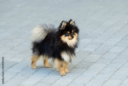 pomeranian dog portrait