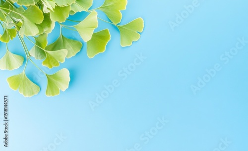 A fresh arrangement of ginkgo leaves is elegantly displayed against a soothing blue backdrop. The natural beauty of the leaves contrasts perfectly with the clean simplicity of the background