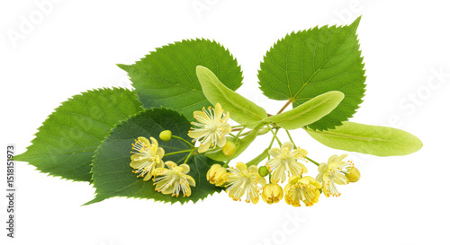 Obraz na płótnie Isolated Blooming Linden Branch with Leaves