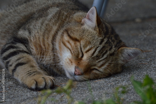 Chat se reposant