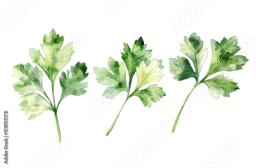 Three watercolor parsley sprigs isolated on transparent PNG