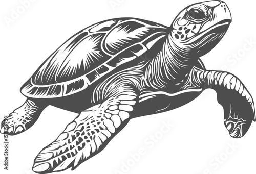 Sea turtle illustration isolated on transparent background. Vector graphics