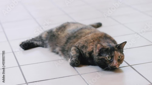Chubby tortoiseshell cat laying flat on white tile floor	