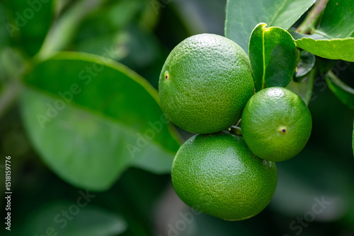 Wallpaper Mural Green lemons is citrus  fruits on a branch with nature background. Green Lemons tree in the garden with daylight. Fresh green lime fruit hanging from branch. Torontodigital.ca