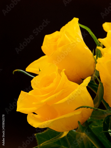 deep yellow roses seen against a black background