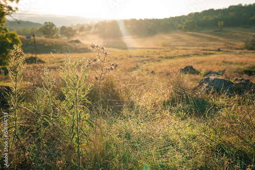 Morning sunlight catches a delicate spider web spun between wild plants