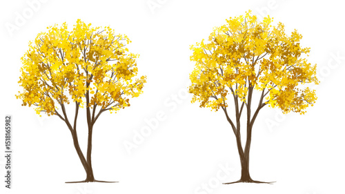 Vertor set of autumn tree,plants side view for landscape elevation and section,eco environment concept design,watercolor ginkgo tree illustration,colorfull