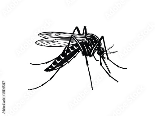 mosquito silhouette isolated with white background 