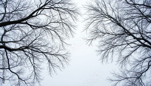 A serene view of bare tree branches reaching towards a cloudy sky