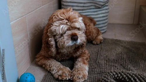 dog sleeping on the floor.
Red American Spaniel sleeping on the floor photo
