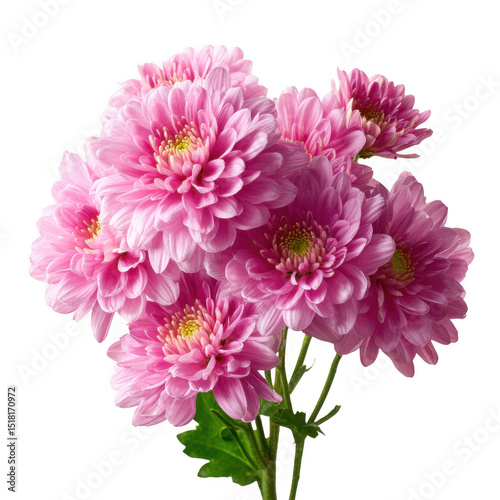 Pink chrysanthemum bouquet isolated on transparent background