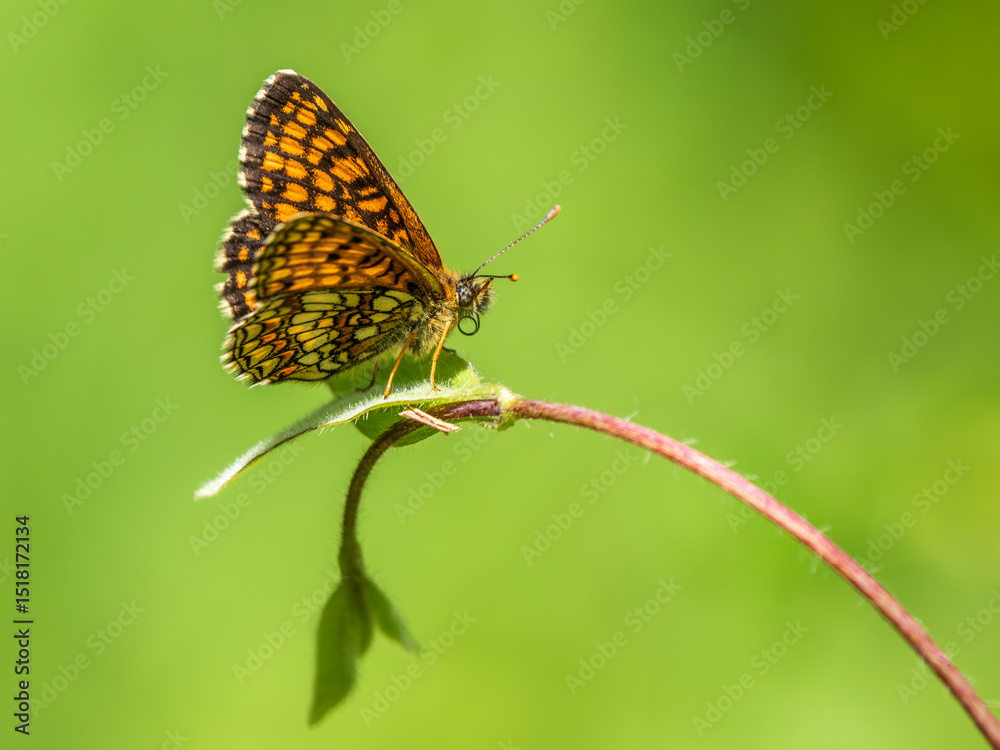 Heath Fritillary Butterfly on a Leaf Heath Fritillary Butterfly on a Leaf