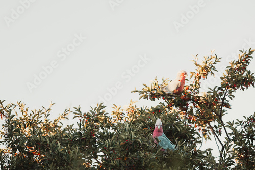 Two colourful galahs perch among the leafy branches, basking in the soft morning light