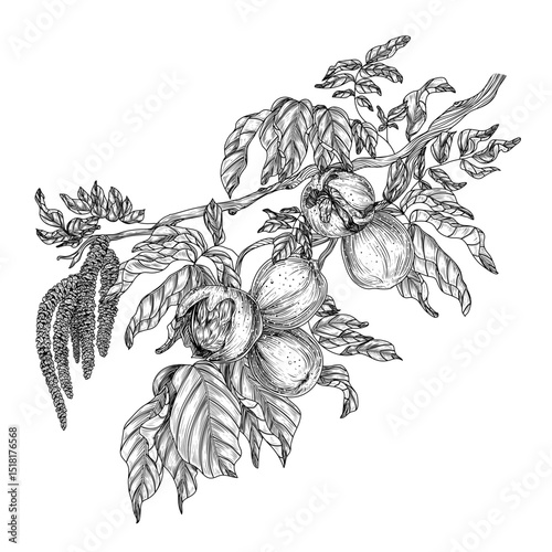 Vector illustration of a walnut branch in engraving style.  Nut graphic tree. Linear healthy snack decoration for packaging, labels, banners