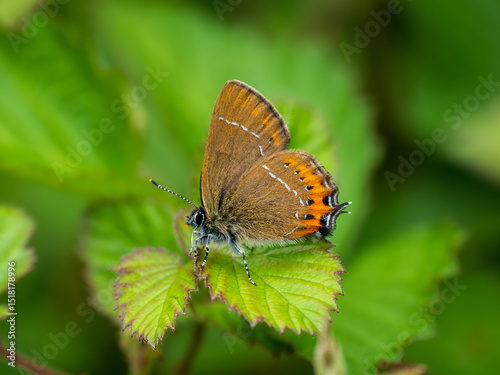 Black Hairstreak Butterfly on a Bramble Leaf