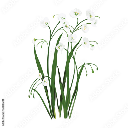 White wildflowers illustration art amaryllidaceae vector