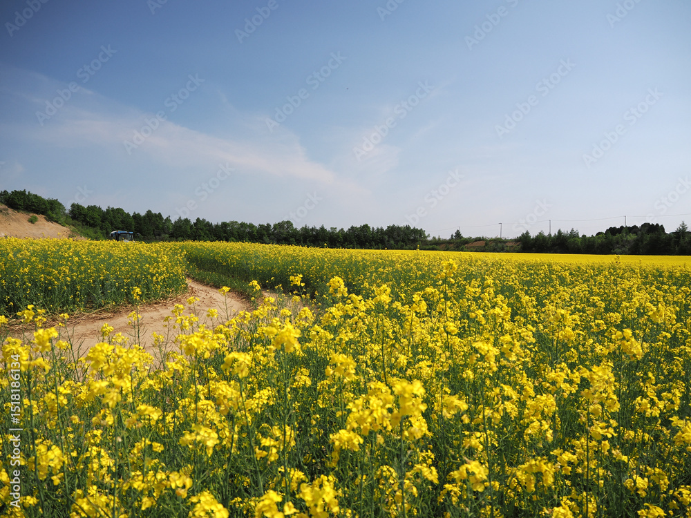 Obraz premium 安平町の菜の花畑