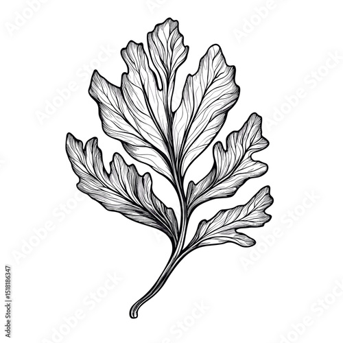 A seaweed leaf drawing illustration sketch vector