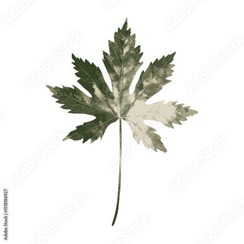 Ground elder leaf illustration botanical vector