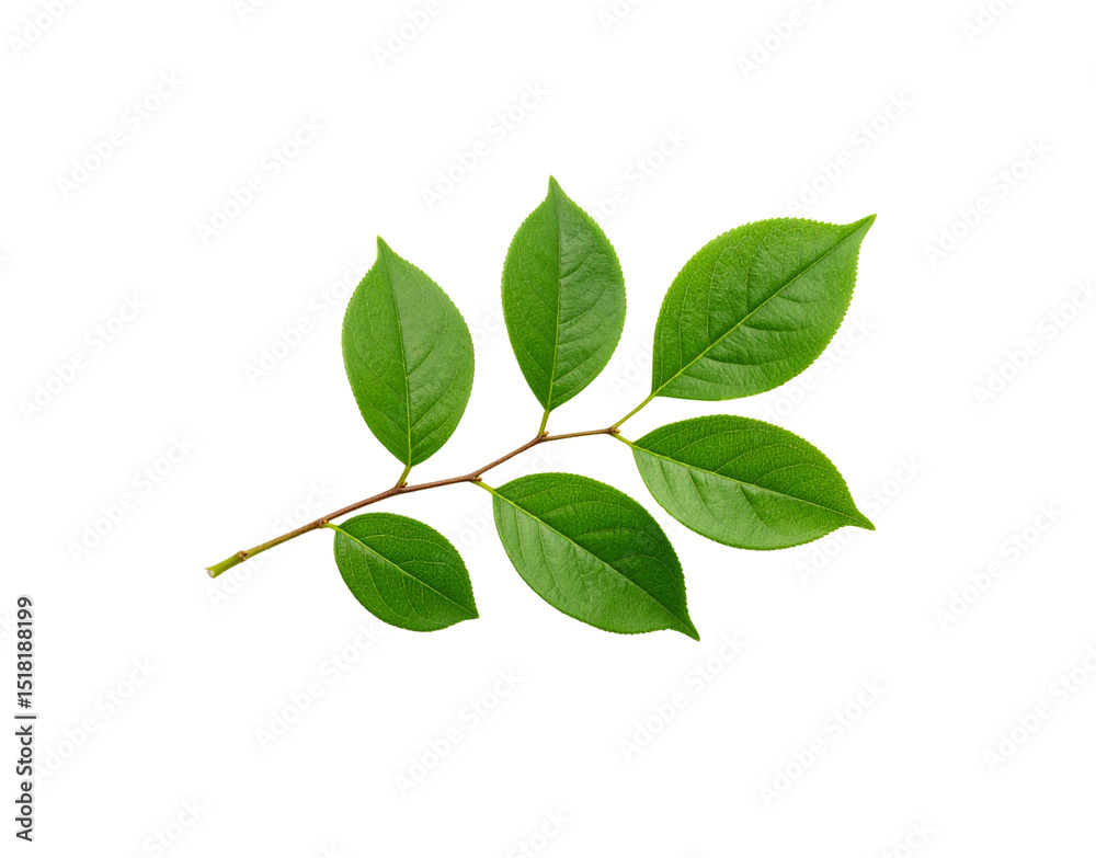 Fototapeta premium Fresh Green Branch with Serrated Leaves and Visible Veins on Transparent Background