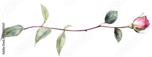 Delicate Rose Stem with Leaves