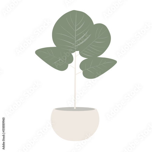 Rubber plant potted indoor plant illustration minimalist simple vector