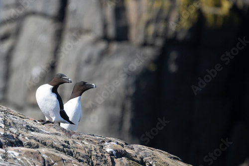 Tableau sur toile A pair of Razorbills (Alca torda) Farne Islands, Northumberland, UK in April, Sp