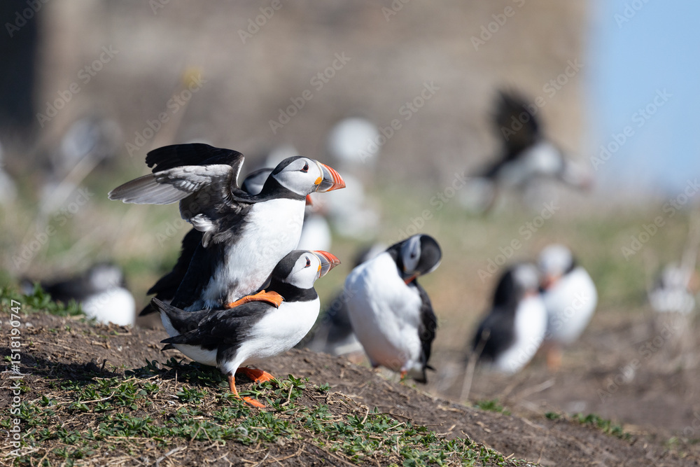 Fototapeta premium Two Puffins (Fratercula arctica) mating. Puffin colony. Farne Islands, Northumberland, UK in Spring