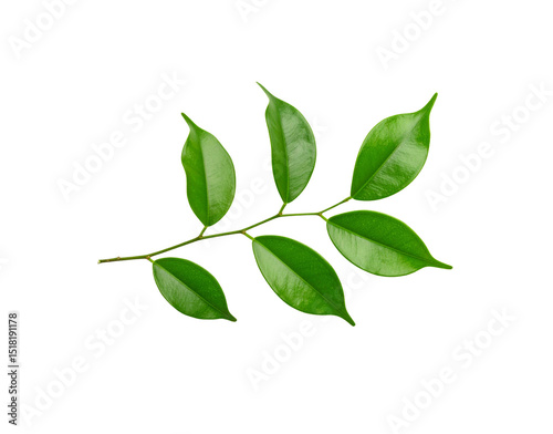 Glossy Ficus Benjamina Branch with Six Vibrant Green Leaves Isolated