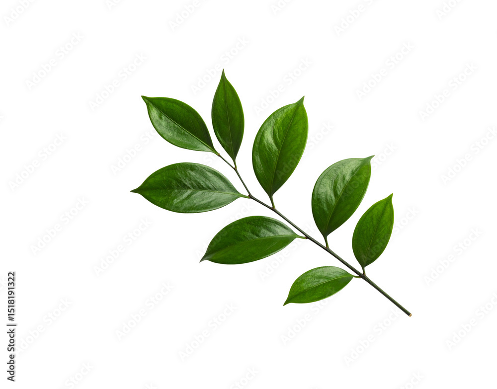 Glossy Green Leafy Branch with Delicate Veins and Smooth Texture on Dark Backdrop Glossy Green Leafy Branch with Delicate Veins and Smooth Texture on Dark Backdrop