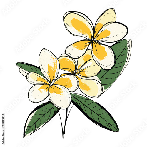 Yellow and white frangipani flowers with green leaves illustration sketch leaf vector