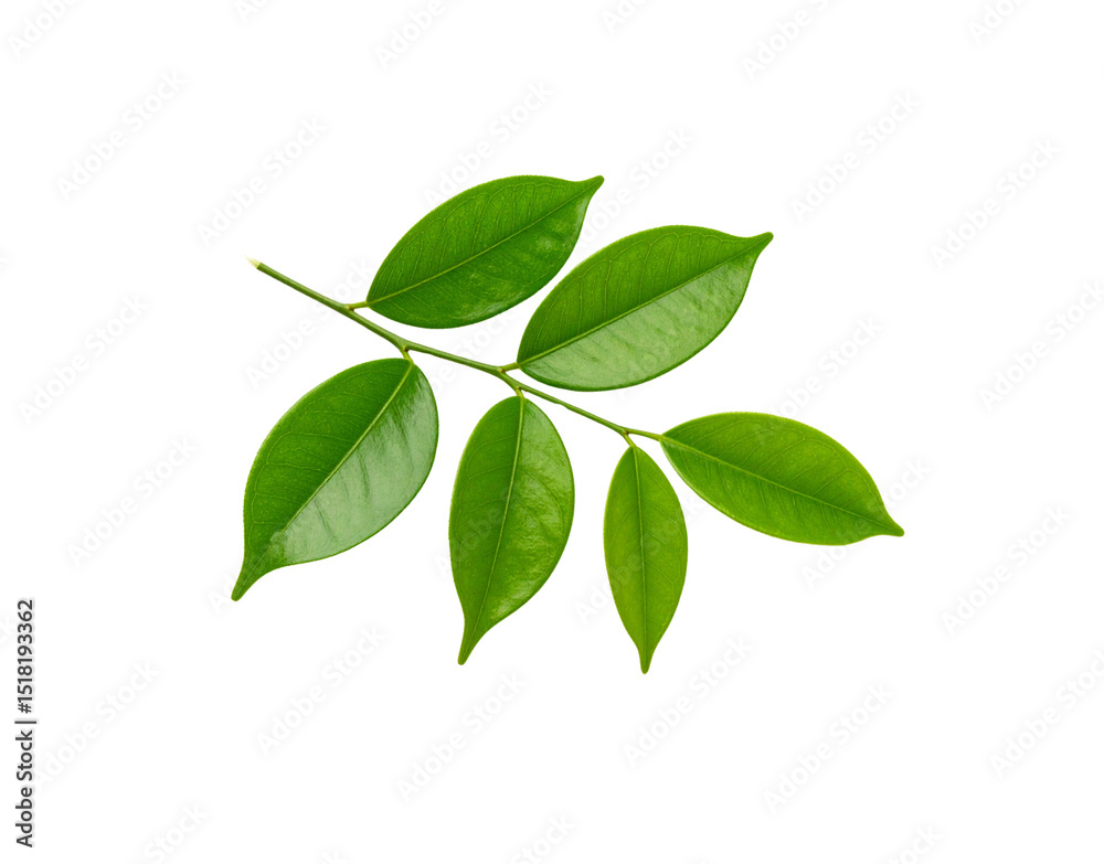 Glossy Green Leaves on a Branch with Visible Veins and Pointed Tips Glossy Green Leaves on a Branch with Visible Veins and Pointed Tips