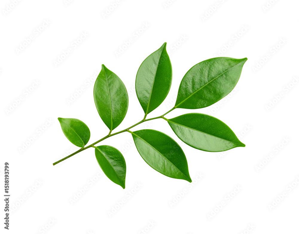Obraz premium Glossy Green Leaves on a Slender Stem Veins Visible Natural Beauty