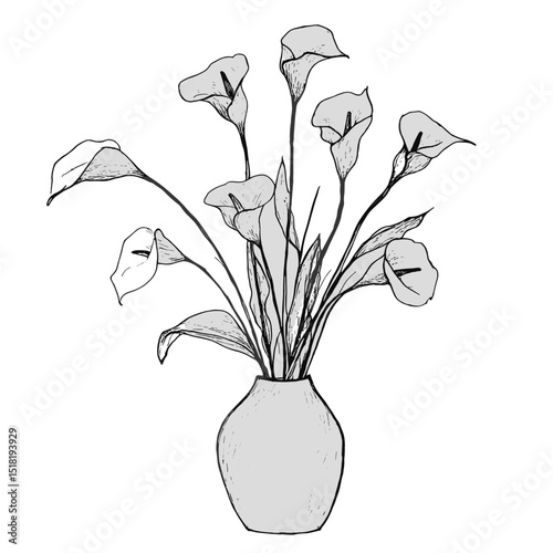 Calla lilies in a vase drawing flower minimalist vector