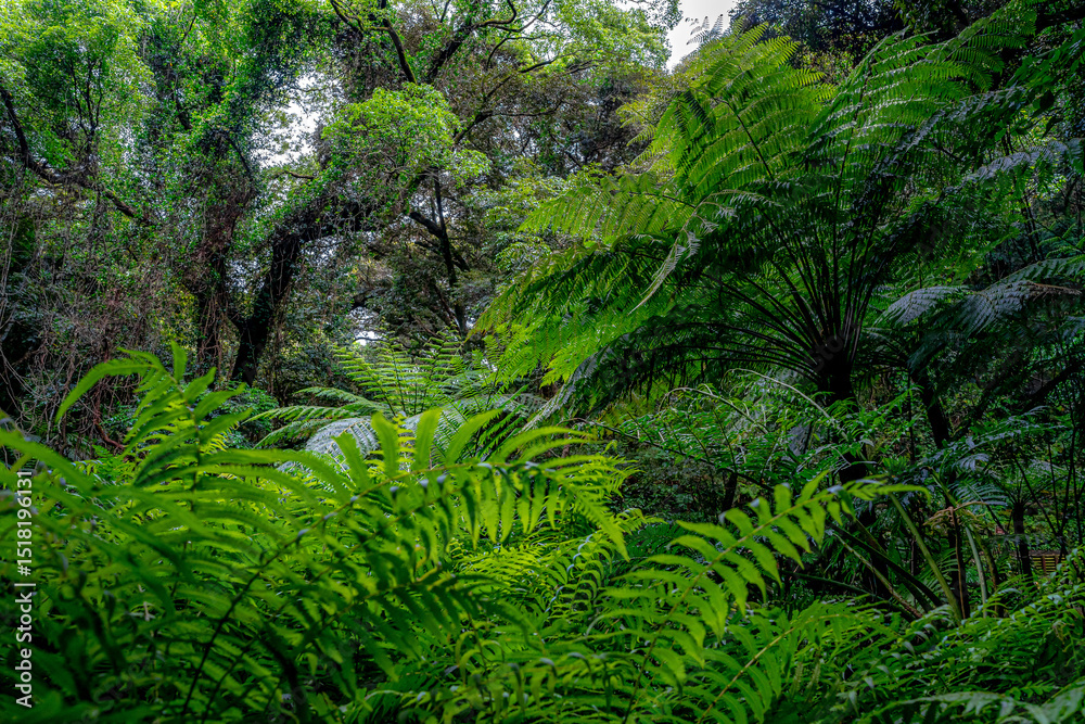 Obraz premium シダのジャングルD