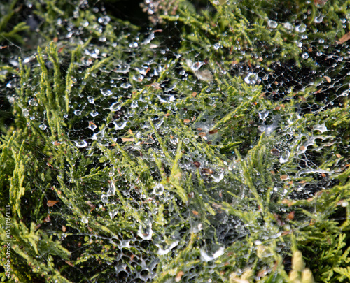 A spider web is on a plant with water droplets on it