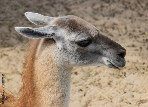 A brown and white animal with a long neck