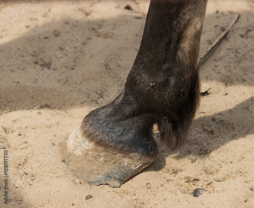 A horse's hoof is on the ground