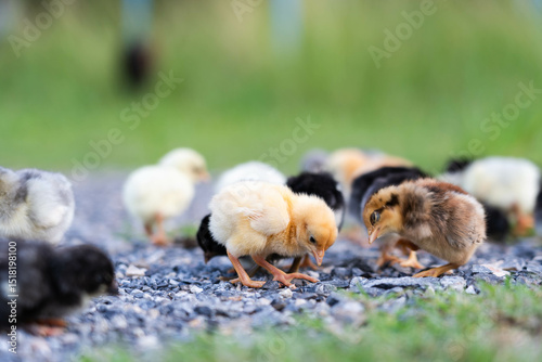 Group of Cute Colorful Chicks on Green Grass in Natural Light
