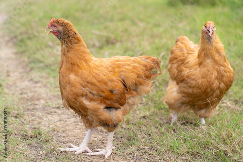Pair of Buff Orpington Hens on Green Grass in Free-Range Setting