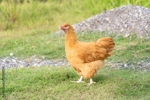 Single Buff Orpington Hen Standing on Grass in Natural Light