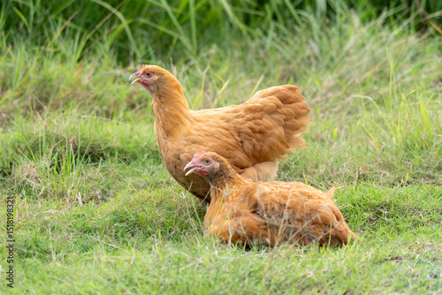 Pair of Buff Orpington Hens on Green Grass in Free-Range Setting