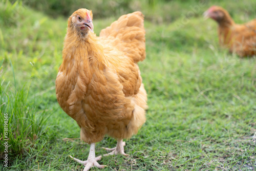 Single Buff Orpington Hen Standing on Grass in Natural Light