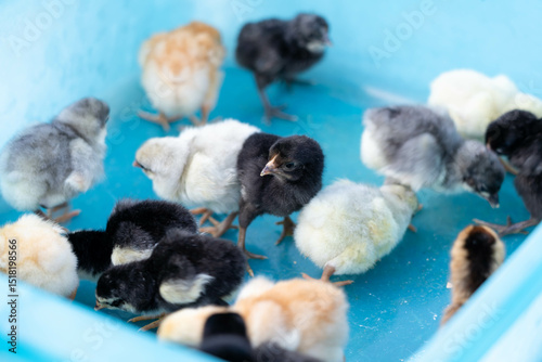 Colorful Baby Chicks in Blue Plastic Tub on Grass Outdoors