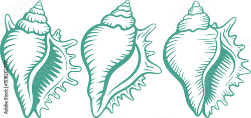"Set of Three Green Line Art Vector Illustrations of Detailed Conch Shells"