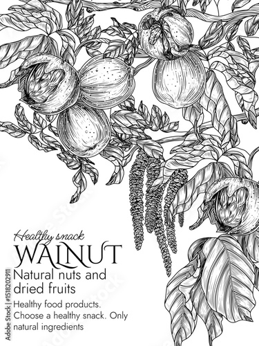 Vector frame walnut garden in engraving style. Graphic banner with nuts on a branch. Template with growing healthy snack